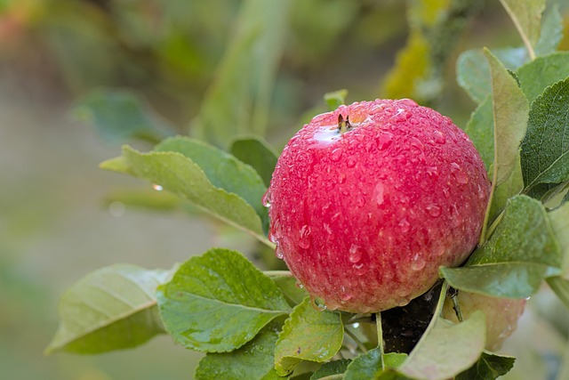 Biologischer Großhandel: deine Quelle für natürliche Ernährung